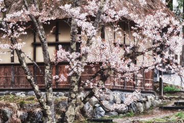 茅葺の古民家と桜