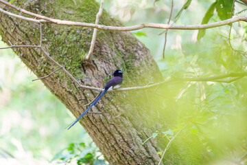 新緑の林の奥で美しくさえずる、長い尻尾の美しいサンコウチョウ（カササギヒタキ科）。
日本国東京都八王子市、八王子城跡にて。
2024年5月撮影。
A beautiful Japanese Paradise Flycatcher (Terpsiphone atrocaudata) with a long tail chirps beautifully in the depths of a fresh
