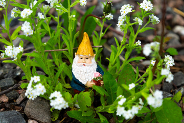 Selective focus view of cute tiny garden gnome standing in the middle of white myosotis in bloom