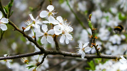 Blooming mirabelle tree in summer.