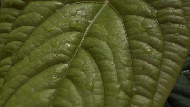 close up Anthurium radicans leaves, anthurium leave texture, dark foliage