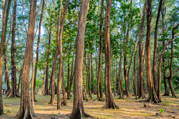 Trees lined up in the forest It is a pine tree that grows in a national park by the sea. It is naturally beautiful.