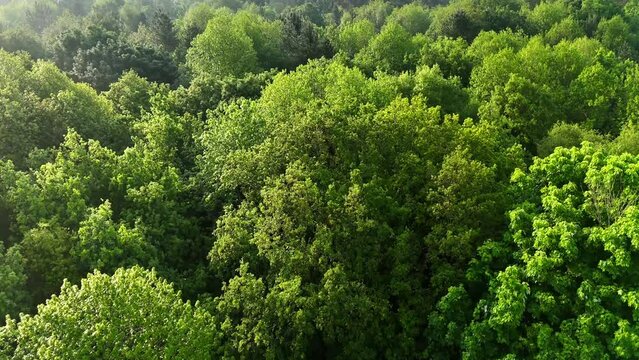 Tree canopy from above drone flying overhead