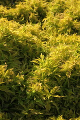 Bright yellow green coleus plants growing in the sunny morning.