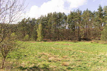 Wild, green meadow in forest. Kashubia Poland.