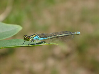 Scarce blue-tailed damselfly (Ischnura pumilio), also known as small bluetail, male resting on a...