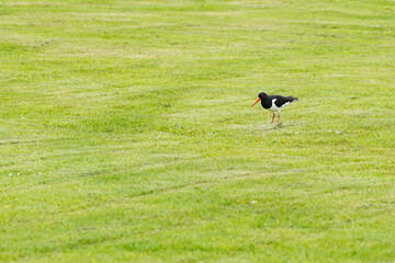 Eurasian oystercatcher on a lawn
