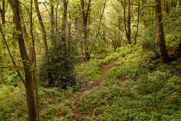 footpath in the woods