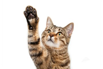 A playful cat reaching up to catch a frisbee. Great for pet lovers and animal enthusiasts