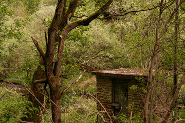 tree in the woods