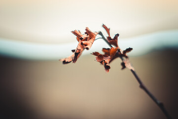 Deep autumn branch with dry leaves. Autumn fall branch in park wallpaper or background. Autummn...