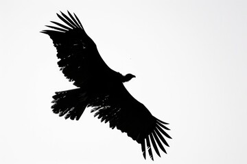 Obraz premium A majestic bird soaring through the sky, suitable for various projects