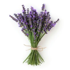 bouquet of lavender on a white background