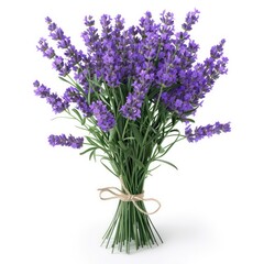 Fototapeta premium bouquet of lavender on a white background