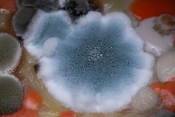 Mold and bacteria in cookware