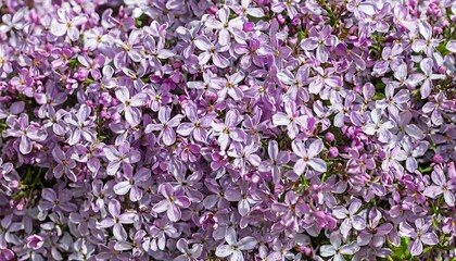 Obraz premium background of lilac flowers, many small flowers to fill the entire screen, texture
