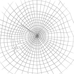 Obraz premium spider web black color only