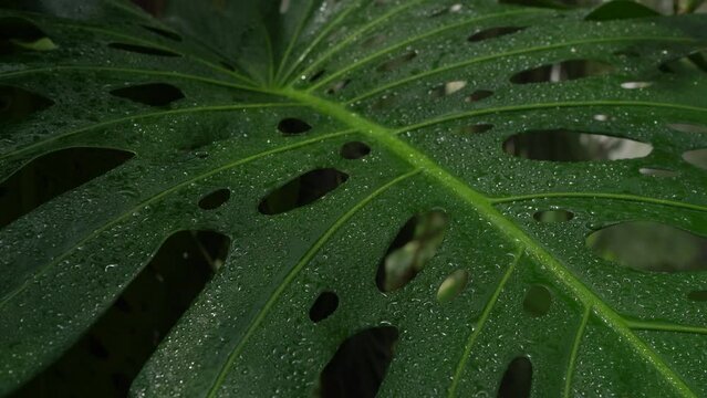 close up of Monstera deliciosa leaves, indoor plants, tropical plants, swiss cheese plants