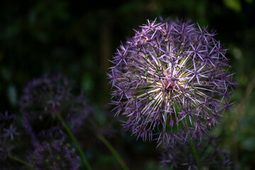 Purple Giant Allium flower, lit by the sun, on dark green blurred background. Other allium flowers fall into the shade. Top view