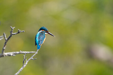 The common kingfisher (Alcedo atthis), also known as the Eurasian kingfisher and river kingfisher