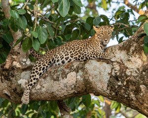 The Indian leopard (Panthera pardus fusca)
