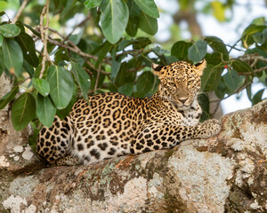 The Indian leopard (Panthera pardus fusca)