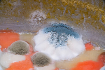 Mold and bacteria in cookware