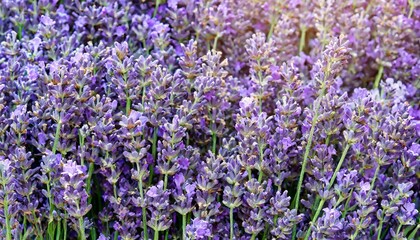 many lavender flowers, full screen texture close-up, wallpaper texture