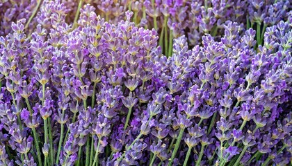 Obraz premium many lavender flowers, full screen texture close-up, wallpaper texture