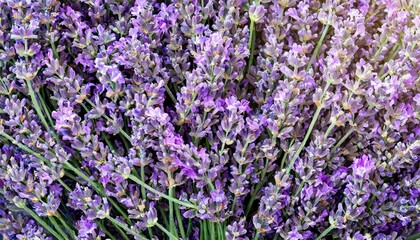 Fototapeta premium many lavender flowers, full screen texture close-up, wallpaper texture