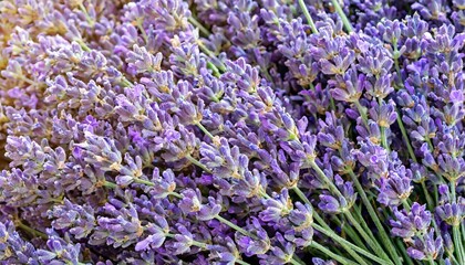 Fototapeta premium many lavender flowers, full screen texture close-up, wallpaper texture