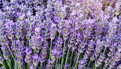 Fototapeta premium many lavender flowers, full screen texture close-up, wallpaper texture