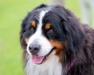 bernese Mountain dog