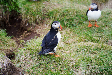 Atlantic puffin, sea bird in nature in Iceland   
