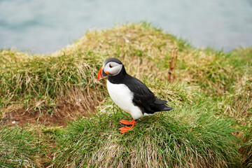 Atlantic puffin, sea bird in nature in Iceland   
