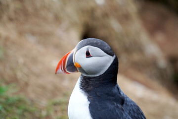 Atlantic puffin, sea bird in nature in Iceland   