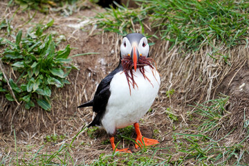 Atlantic puffin, sea bird in nature in Iceland   