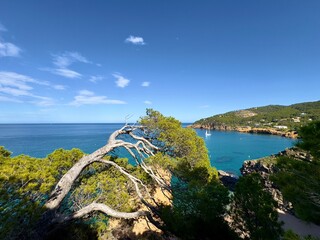 Wunderschöne Aussicht vom berühmten Wanderweg Camí de Ronda über Pinien in Richtung Mittelmeer,...
