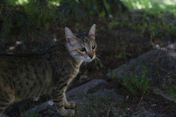 A gray cat with interesting and strange eyes looks away. Strabismus in nature in animals, various diseases and deviations of health and conditions
