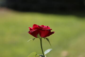 Dark red rose flower on a blurred green background, side view at eye level, center composition. A symbol of a love relationship, indicating signs of attention to a lady, beloved, woman