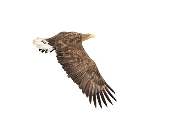 Majestic predator White-tailed Eagle (Haliaeetus albicilla) in flight