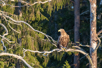 White-tailed eagle is perched on a dry tree branch in a dense forest
