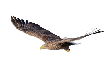 Majestic predator White-tailed Eagle (Haliaeetus albicilla) in flight