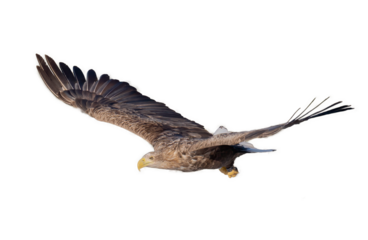 Majestic predator White-tailed Eagle (Haliaeetus albicilla) in flight