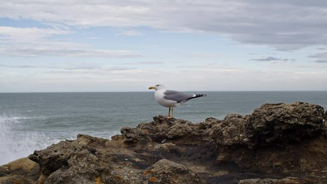 Une mouette pos&eacute;e sur un rocher au bord de l'oc&eacute;an avec vue l'horizon et le ciel en arri&egrave;re plan_plan large