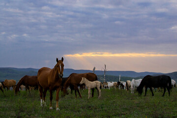 A herd of horses look at the camera at a beautiful sunset