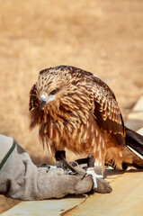 black kite (Milvus migrans) close-up upon the hand of falconer