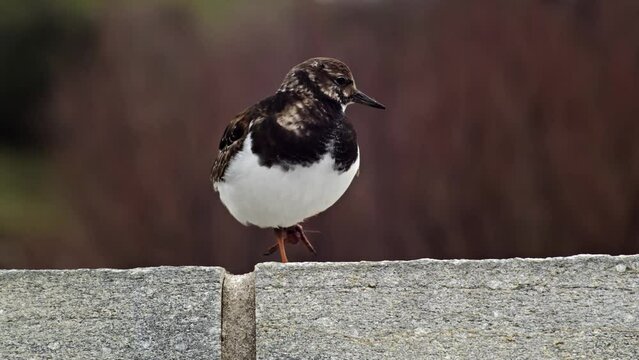 Tournepierre &agrave; collier, oiseau migrateur de bord de mer et d'oc&eacute;an film&eacute; au zoom avec une patte abim&eacute;e.