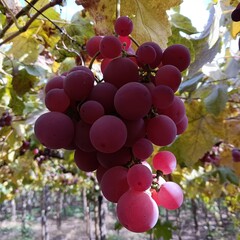 The Red Globe grape is a variety that stands out for its impressive size and deep red color. Its name, which means 