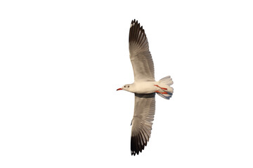 Beautiful seagull flying isolated on transparent background.